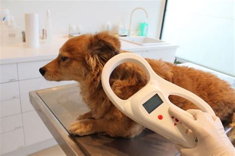 rfid chips for animals|where to get dog microchipped.